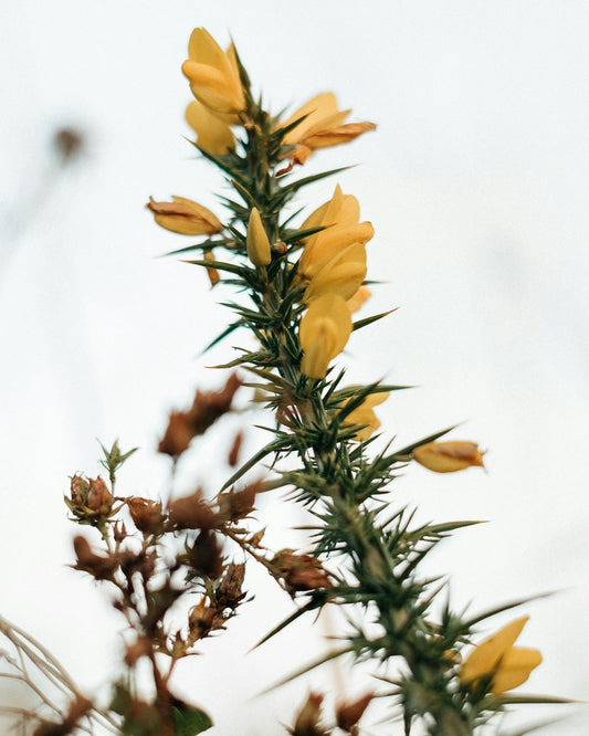 Fiori di Bach Gorse 10ml - Speranza e Ottimismo LABORATORIO ERBORISTICO DI LEO