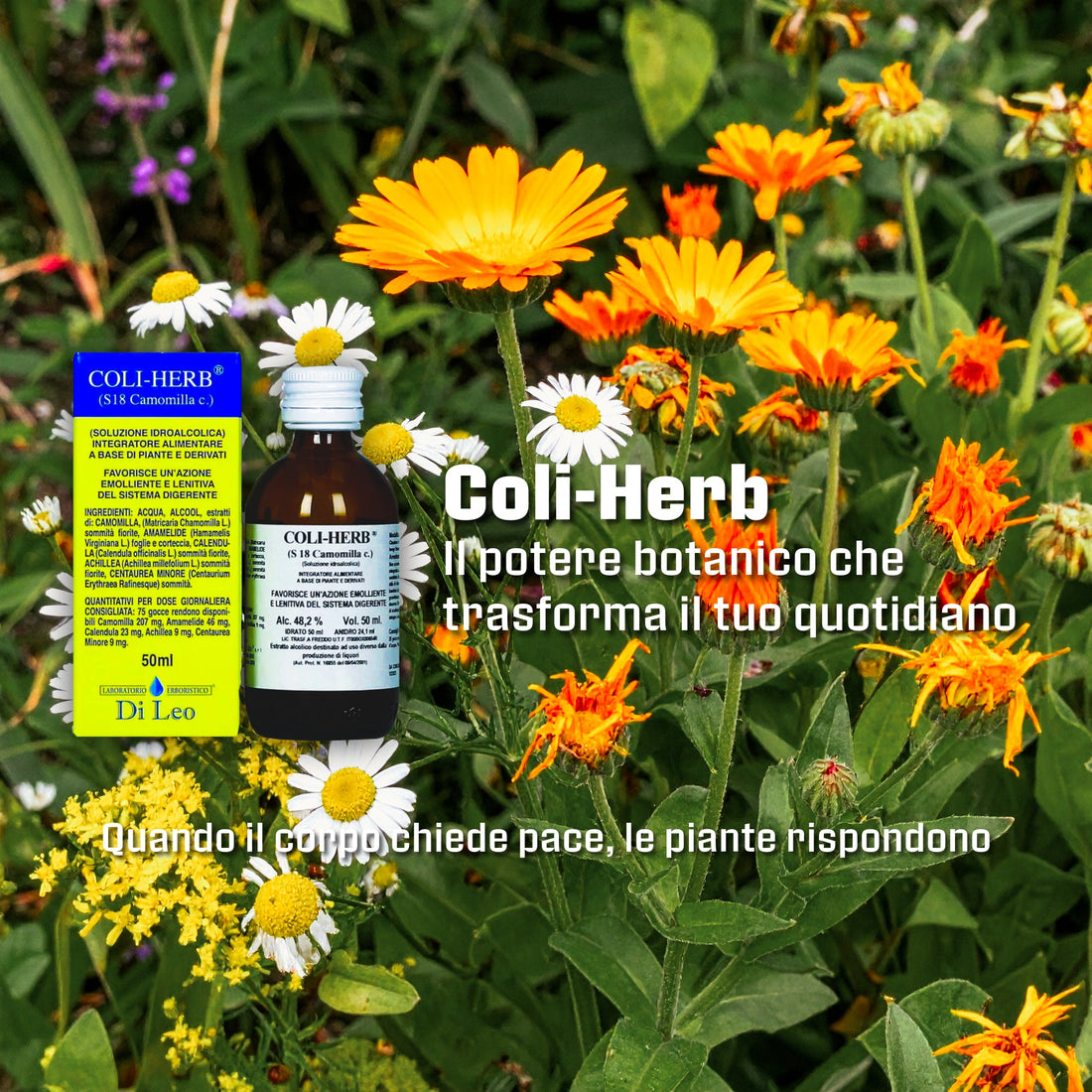 Coli-Herb: la Camomilla e le Cinque Piante della Tradizione