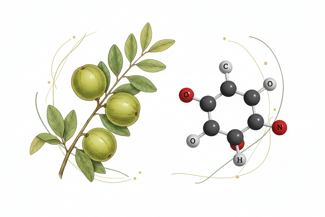 Vitamina C e antiossidanti naturali: vitalità di stagione
